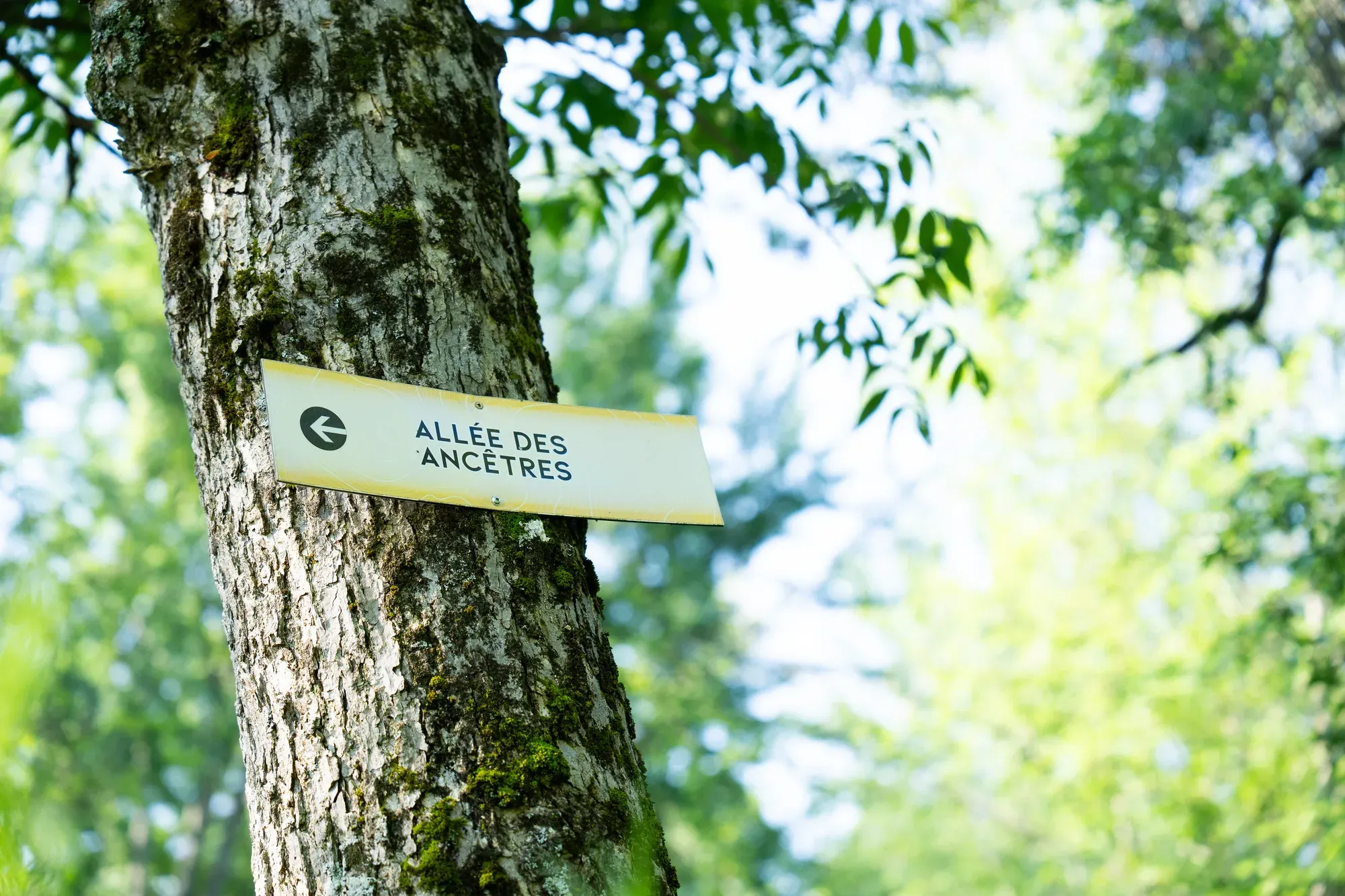 La pancarte de l'allée des Ancêtres sur le parcours