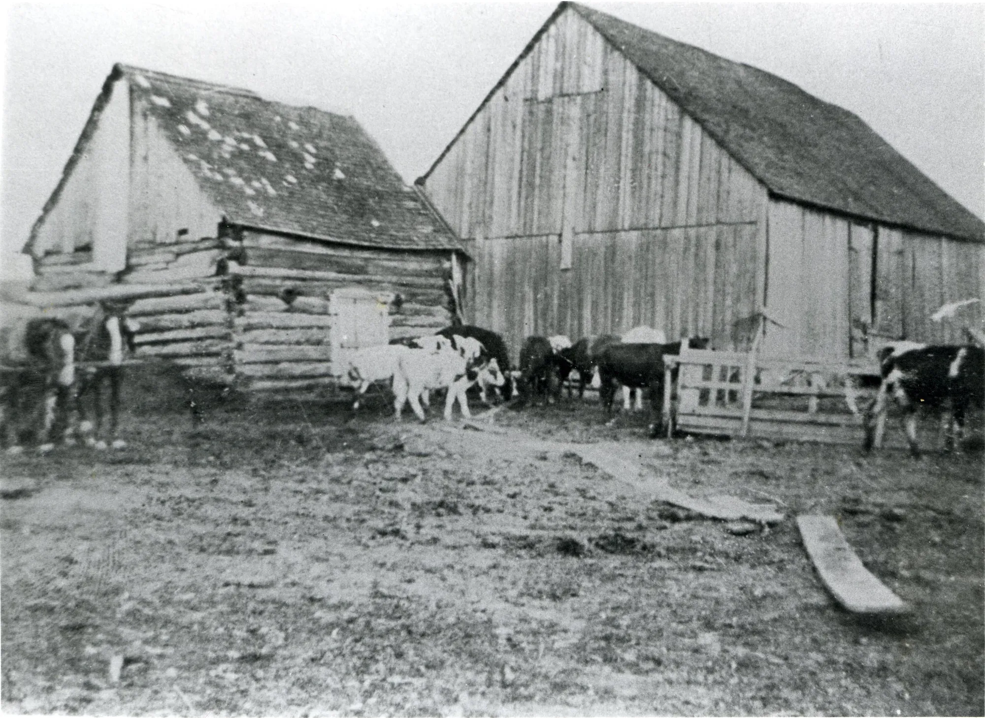 Bâtiments de ferme de Wilfrid Jolicoeur en 1928. Les chevaux portent les noms de Bébé et Moscow.