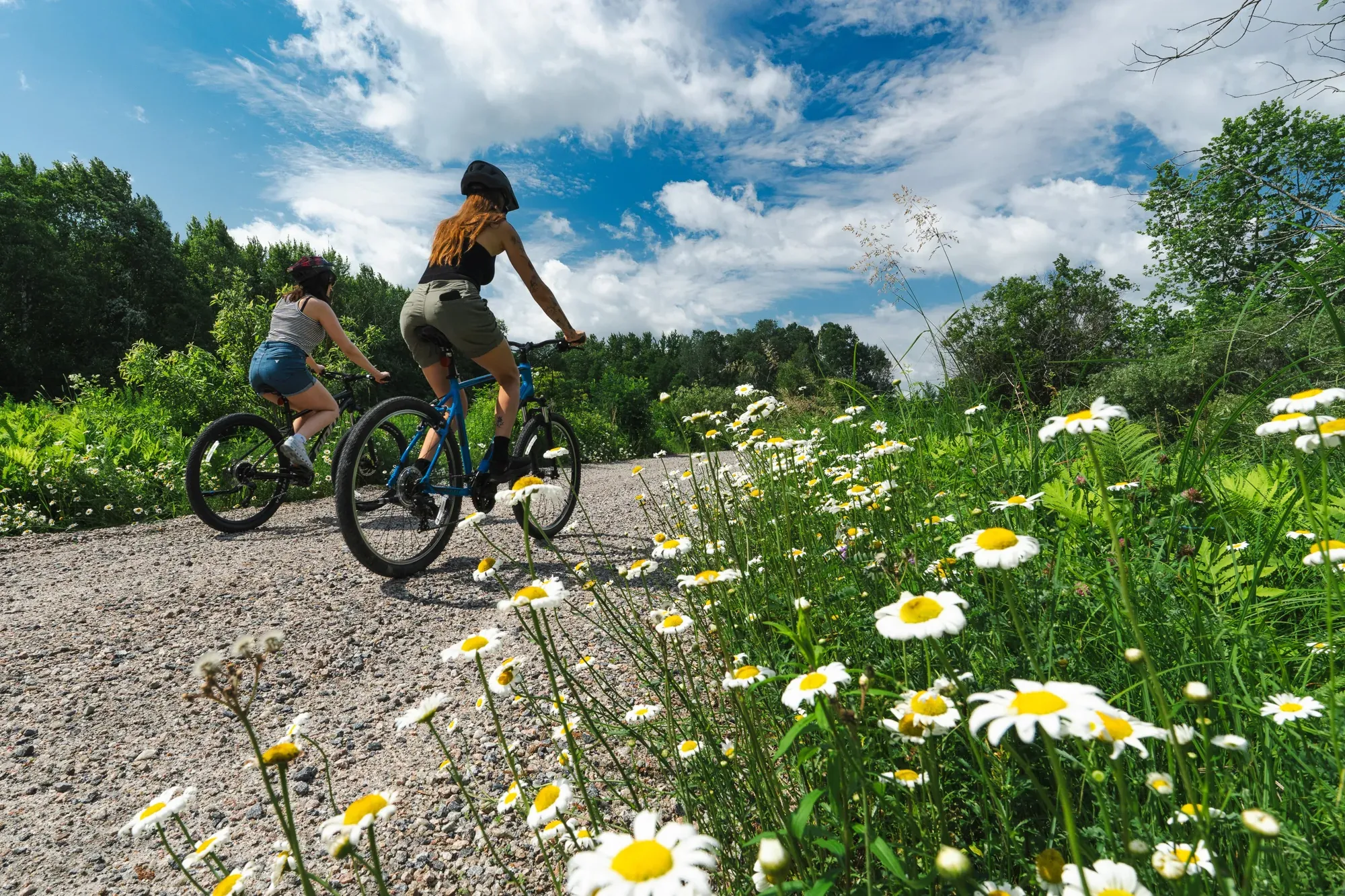 Le parcours du musée à vélo, parmi les marguerites